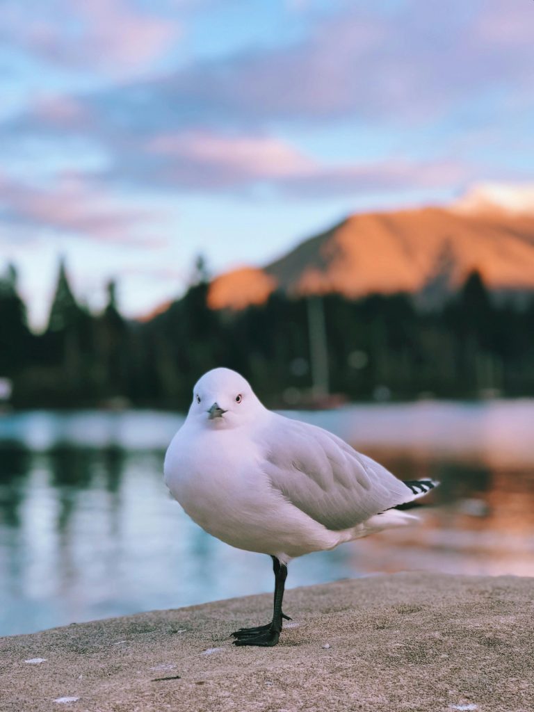 Sea Gull in Queenstown